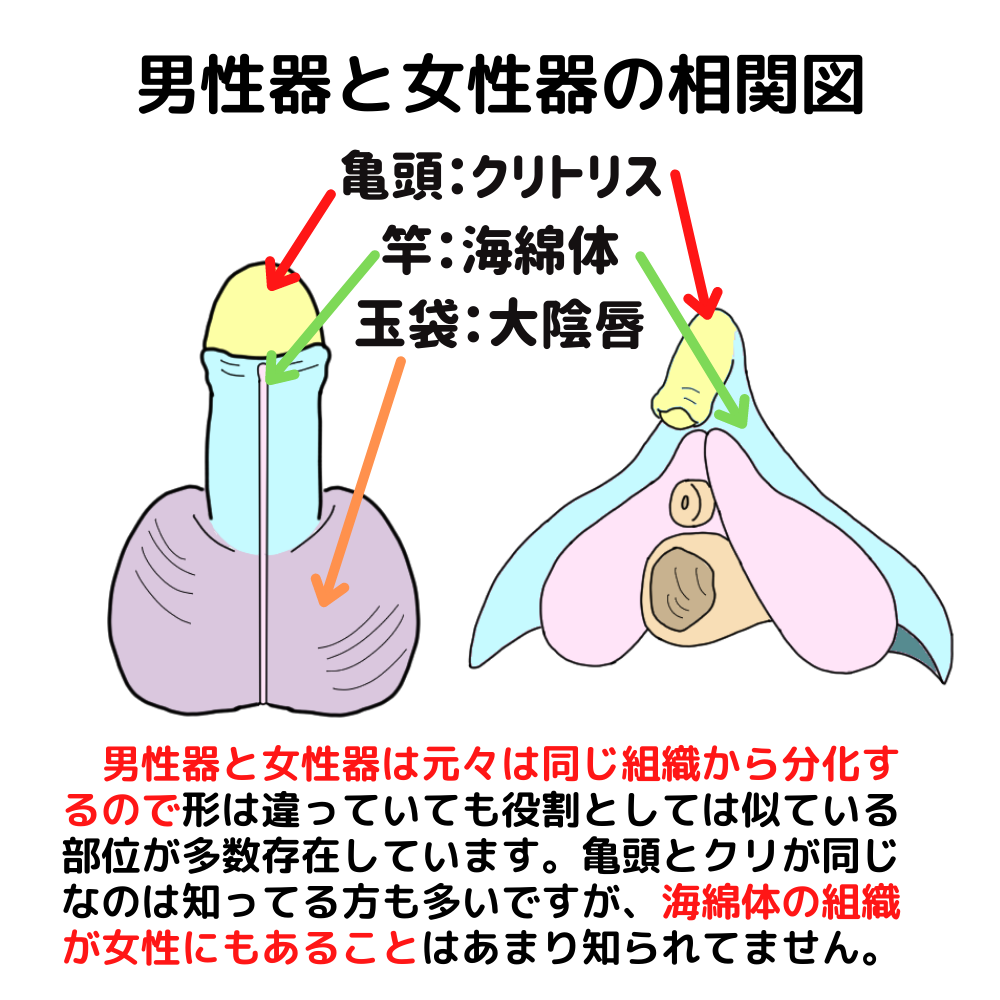 超簡単な潮の吹かせ方！潮吹きは指で〇〇するだけ？｜裏垢男子で年収2000万